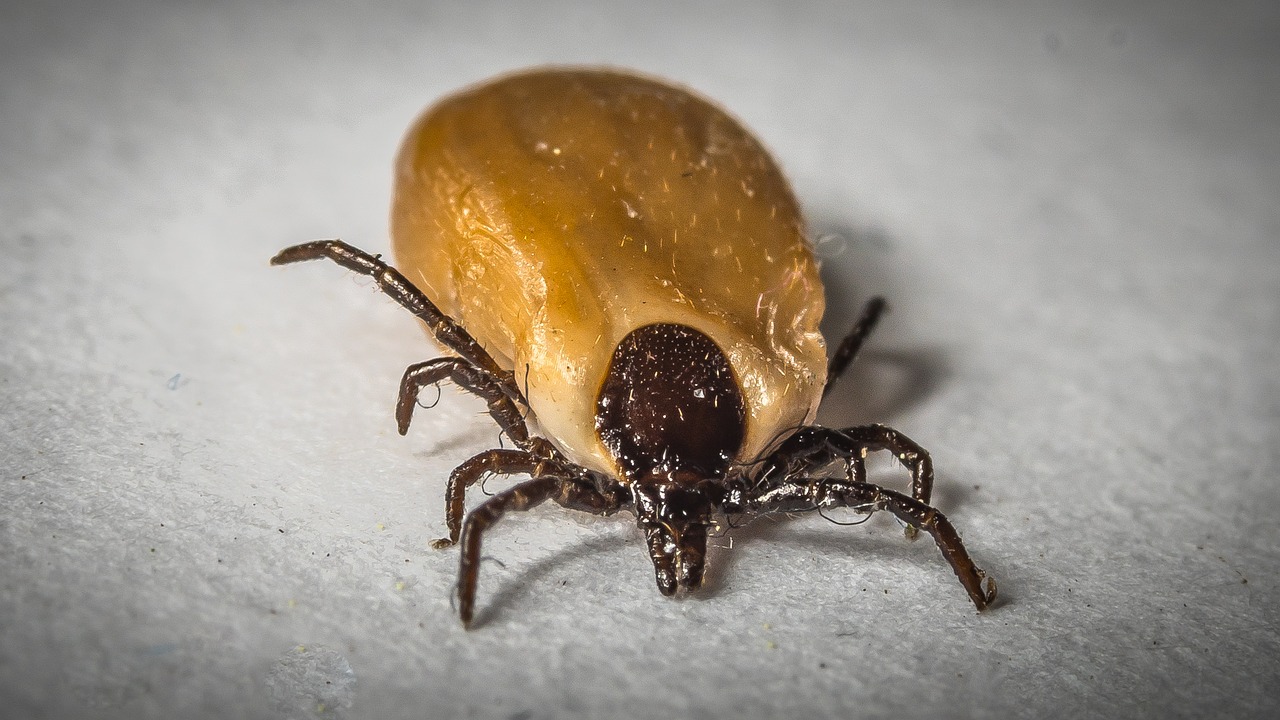 La maladie de Lyme